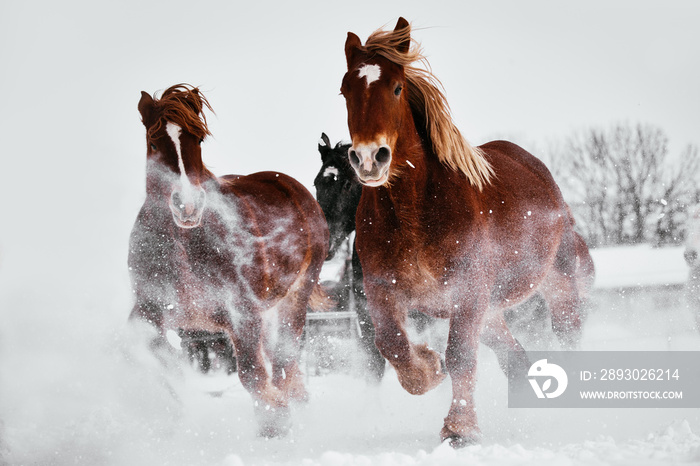 雪原を走る馬