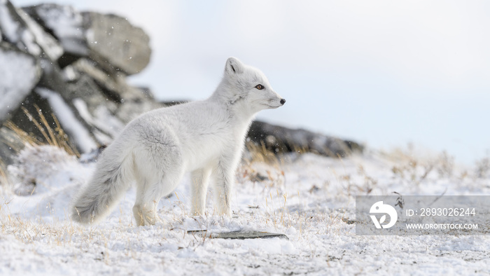 挪威多夫尔山脉秋雪中的北极狐幼崽（Vulpes lagopus）