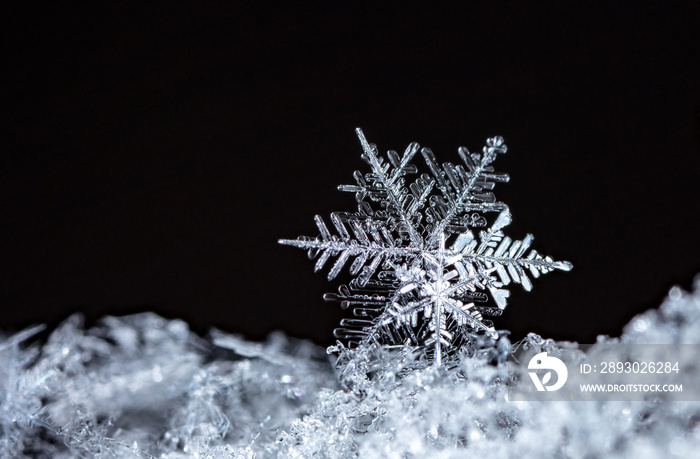 雪中雪花的冬季照片