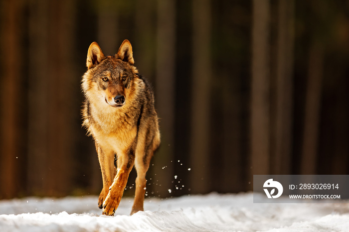 雄性欧亚狼（Canis lupus lupus）在雪地里沿着森林边缘奔跑，生病了