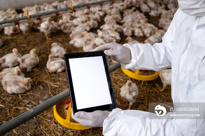 穿着无菌衣服的农民在家禽养殖场拿着平板电脑检查生产和食物