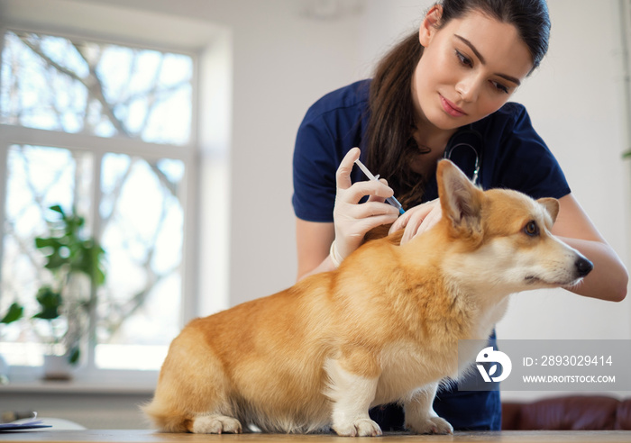 兽医诊所的兽医和柯基犬