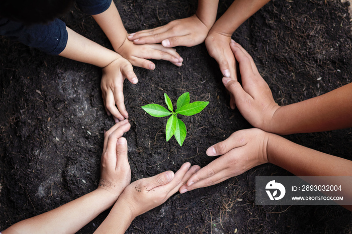 Human hands are planting seedlings into the soil. children hands was gently encircled.