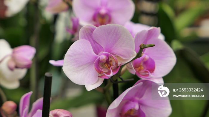 Beautiful phalaenopsis orchids in the greenhouse