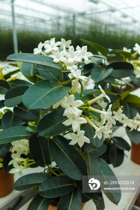 Stephanotis植物或马达加斯加茉莉，作为装饰或观赏花种植，广受欢迎。