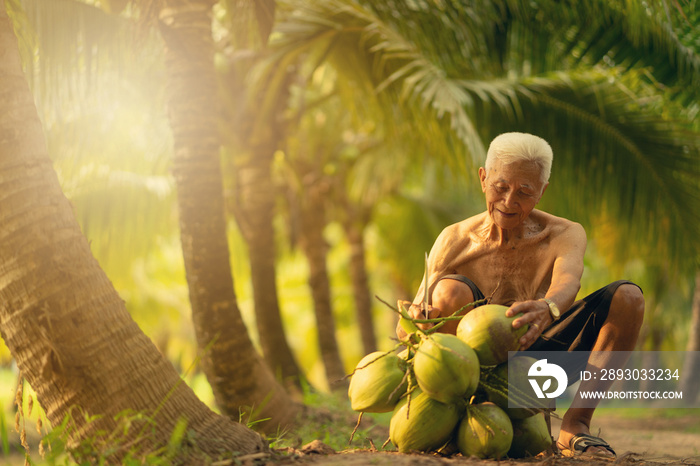 Old man collecting coconut in coconut farm in thailand.