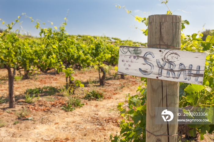 Syrah Sign On Wooden Post In A Grape Vineyard