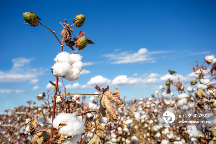 Cotton field (Turkey / Izmir). Agriculture concept photo.