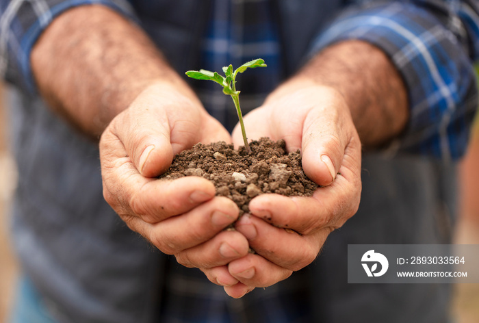 Fresh plant on soil in the hands of a farmer.