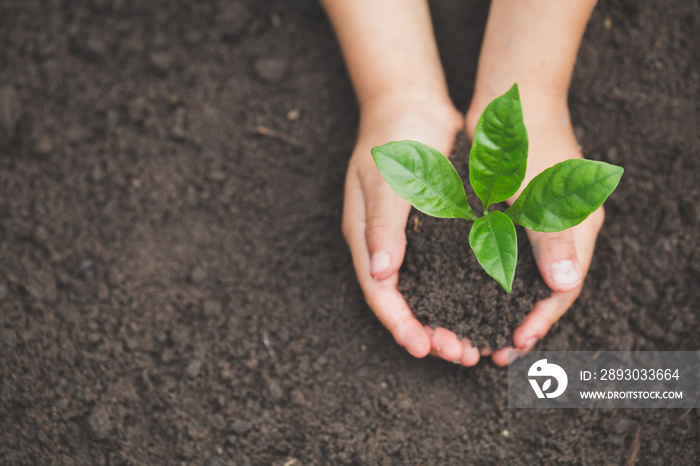 Human hand holding a small seedling, plant a tree, reduce global warming, World Environment Day