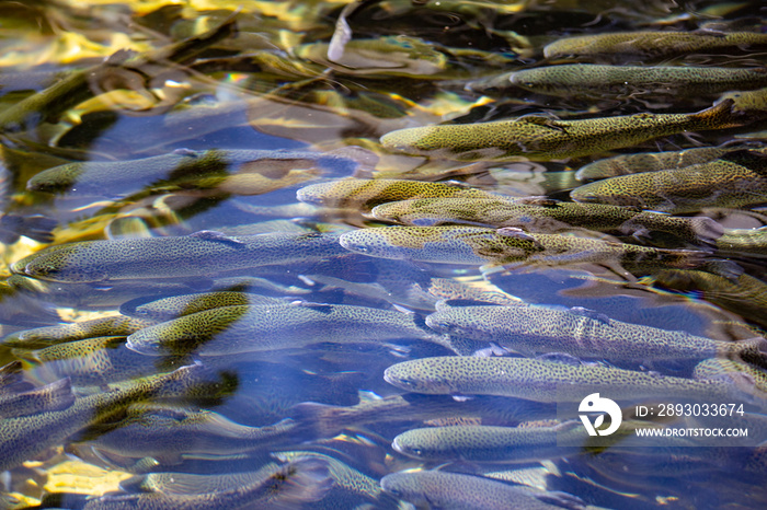 山溪鳟鱼养殖
