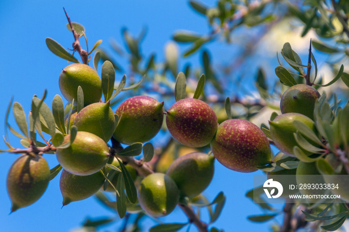 Frutti e alberi di Argan, Marocco