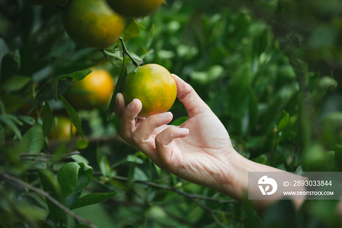 Close up of gardener hand holding an orange and checking quality of orange in the oranges field gard