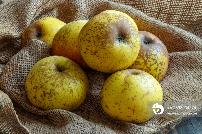 Pommes Reinette dArmorique en gros plan sur toile de jute