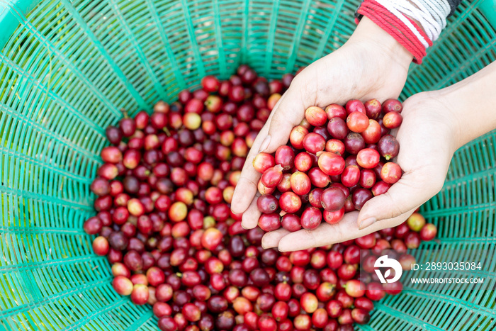 red cherry coffee bean in hands