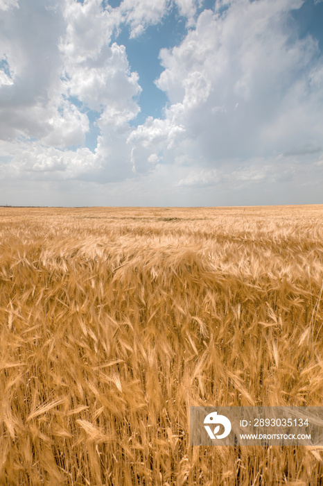 Panoromic view of field of golden wheat under the cloudy sky