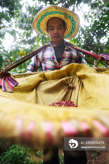 Coffee berries with agriculturist in Thailand.