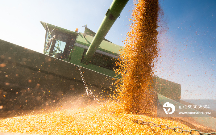 Pouring corn grain into tractor trailer after harvest