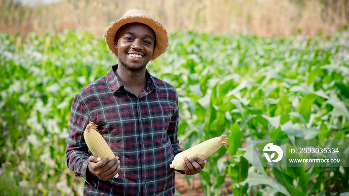 African farmer man holding  a fresh corn by in a farm land.16:9 style