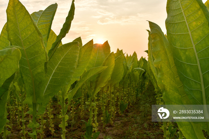 tobacco field in sunset background