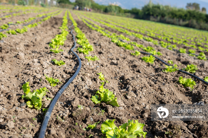 drip irrigation in the field. Agriculture concept