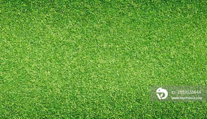 Green grass background