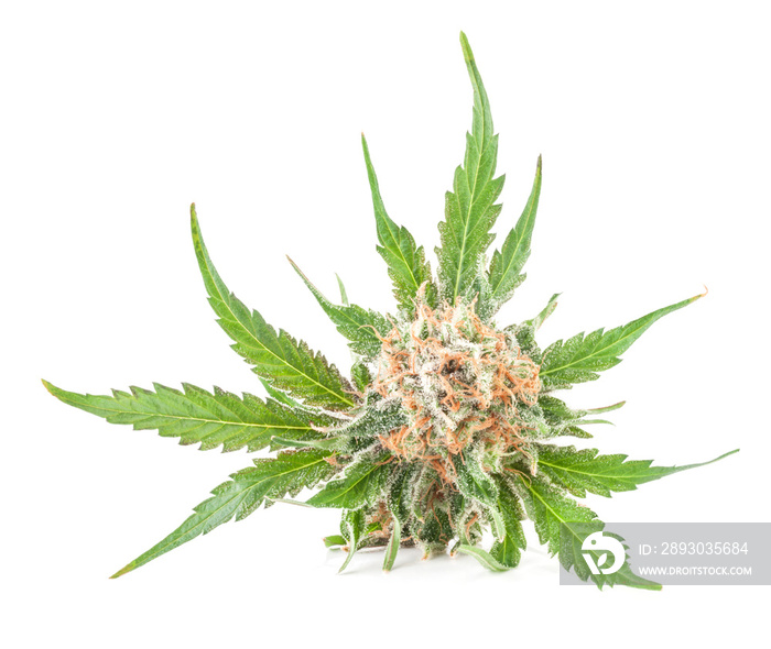 Medical marijuana flower with trichomes and orange hairs and leaves. The plant cannabis is completel