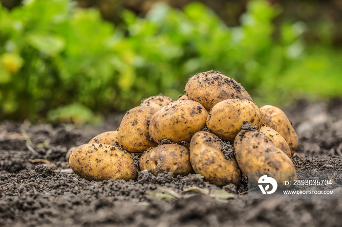 新鲜土豆，免费躺在土壤上。