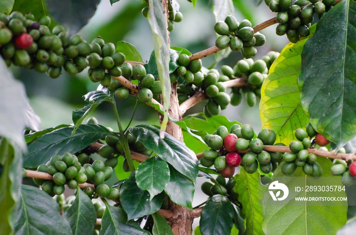 fresh coffee cherry on coffee tree