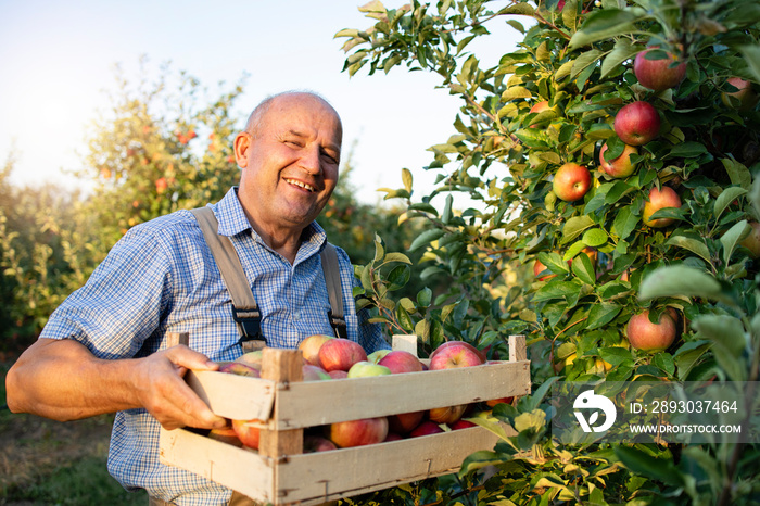 Apple farmer in fruit orchard.