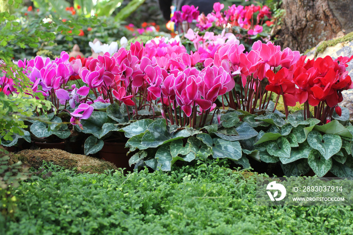 flower garden (cyclamen flowers).