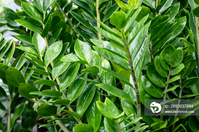 Zamioculcas（桑给巴尔宝石、ZZ植物、祖祖植物、aroid棕榈或祖母绿棕榈的俗称）。本规范