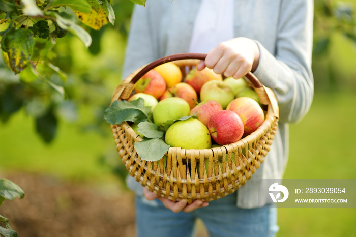 Basket full of fresh organic apples. Harvesting apples in apple tree orchard in summer day. Picking 