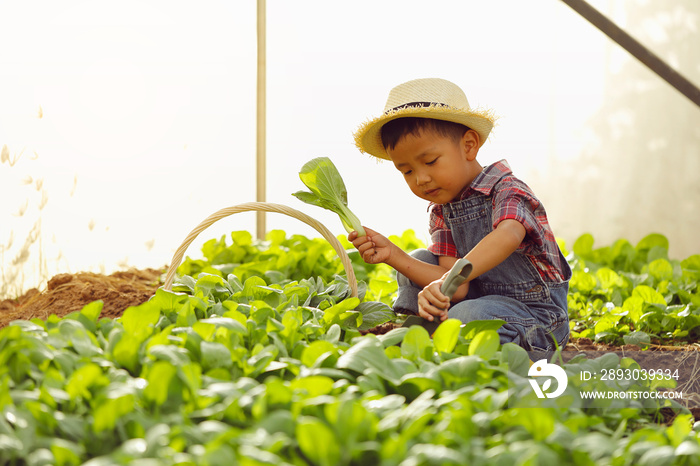 An Asian boy is picking vegetables from a plot in a organic house.