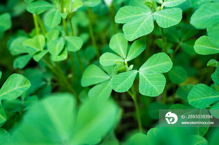 A close up shot of Fenugreek plant, Trigonella foenum-graecum. Its seeds and leaves are common ingre