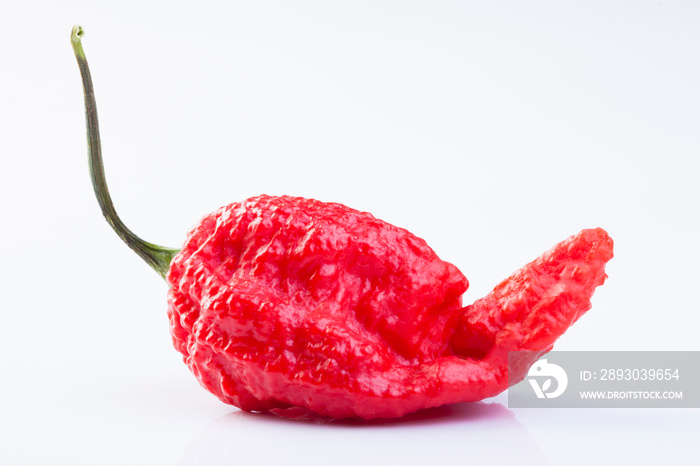 Naga Bhut Jolokia特辣辣椒