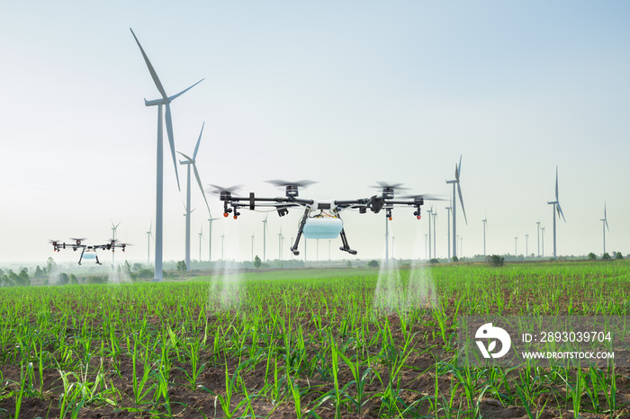 农业无人机在甘蔗地上喷洒肥料，智能农场4.0概念