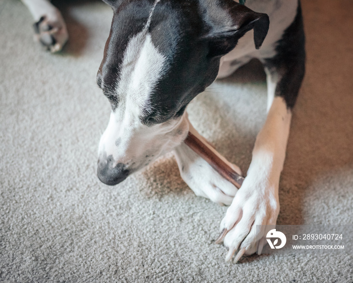 Top down view of Great Dane chewing on a bully stick.