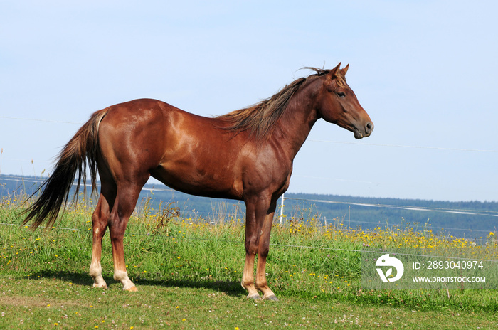 Zweijähriger American Quarter Horse Hengst