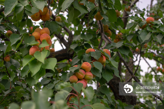 杏树枝上结满了油条，夏天树上成熟的杏子