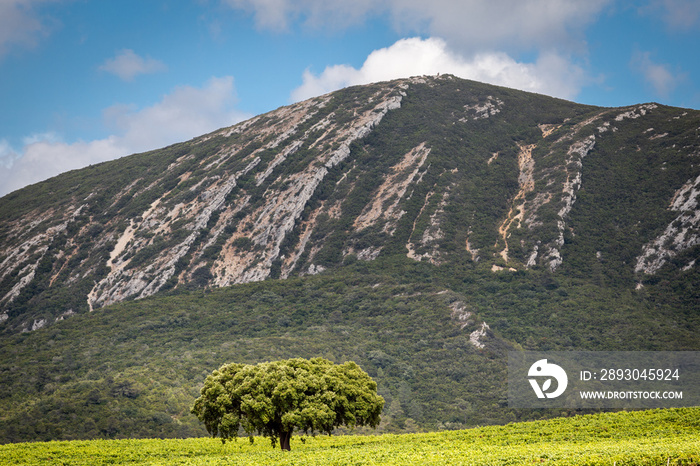 Lonely tree with a mountain in the background, Serra da Arrábida, Setúbal, Portugal