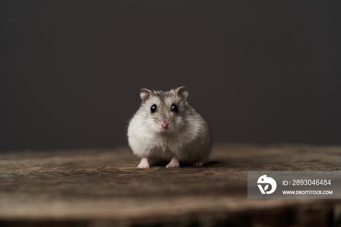 Small domestic hamster. Dwarf hamste. Little pet hamster