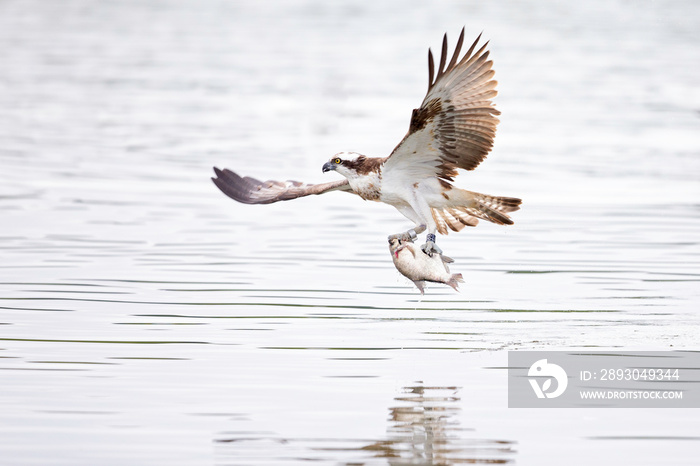 鱼鹰（Pandion haliaetus）在德国的一个湖边捕鱼