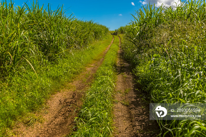 Traveling between fields of sugar cane growing in the countryside in Barbados