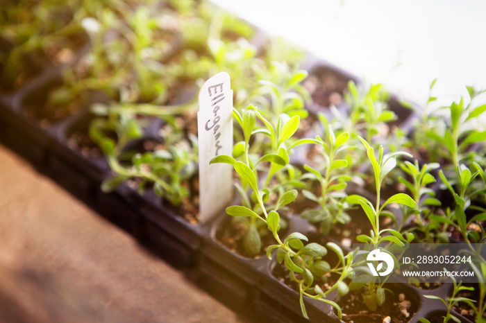 Close-up of seedlings in flower pot