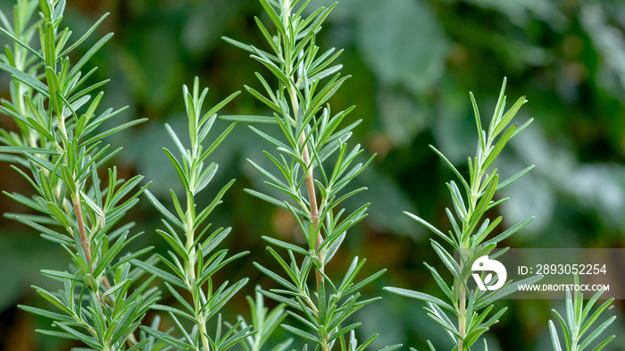 Green rosemary plant in a vegetable garden.