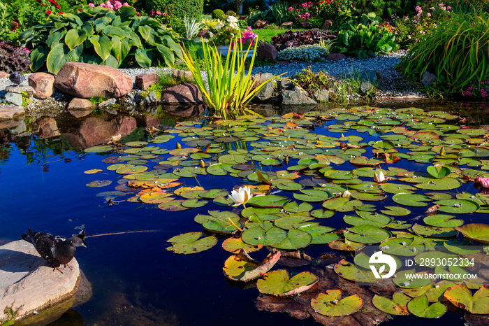 美丽的花园池塘，盛开的睡莲