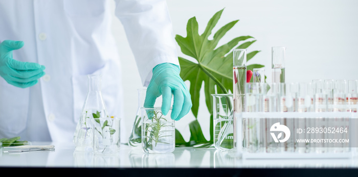 主要关注戴着科学家绿手套的手和放在桌子上的烧杯中的一块植物