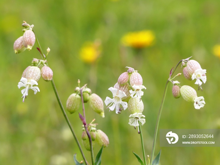 Bladder campion or maidenstears plant Silene vulgaris