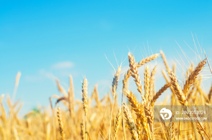 wheat spike and blue sky close-up. a golden field. beautiful view. symbol of harvest and fertility. 